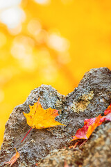 Wall Mural - fallen maple leaves on a rock in autumn. natural yellow background with copy space.