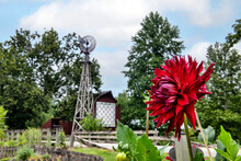 Red Dahlia, Rural Windmill And Quilt Barn