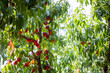 Sweet organic nectarines on tree in big garden