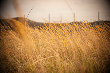 Wall Mural - Yellow grass blowin in the wind