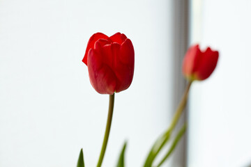 Two red blooming peonies on a light background. Mini bouquet