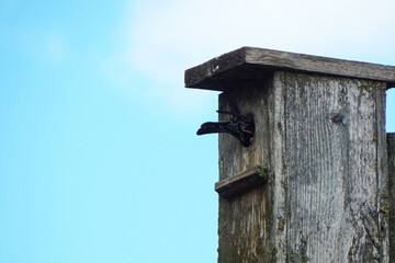 Starling on the crossbar of a birdhouse.