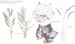 Olive tree, grape leaf, lavender. Set of dried herbs and natural plants - herbarium logo collection 