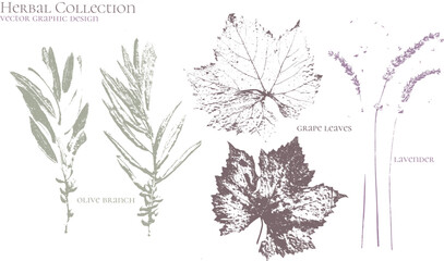 Olive tree, grape leaf, lavender. Set of dried herbs and natural plants - herbarium logo collection 