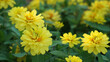 Profusion Yellow Zinnia flowers in bloom in a summer garden.