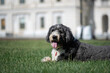 A bernedoodle posing in front of the US Capitol on a bright, sunny day.