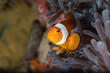 Close up view of a clownfish (nemo) hiding in anemone