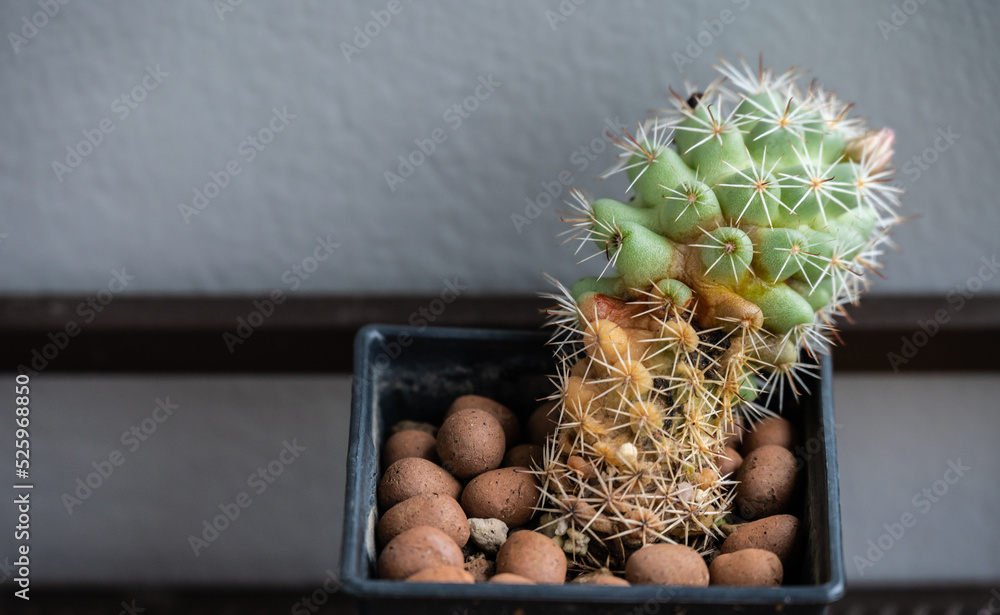 cactus foto San Pedro Cactus main image 1