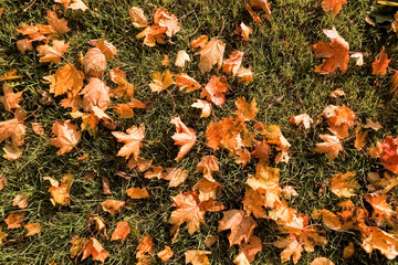 Wall Mural - yellow, orange and red september autumn leaves on ground in beautiful fall park. fallen golden autum