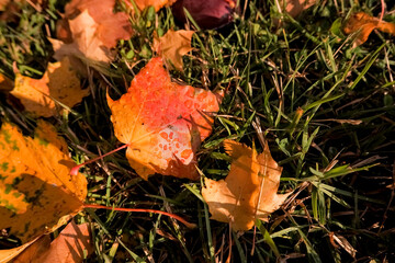 Wall Mural - yellow, orange and red september autumn leaves on ground in beautiful fall park. fallen golden autum