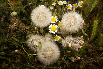 Poster - Dandelion seeds and daisies. Nature background