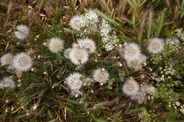 Poster - dandelion seeds and white flowers blooming in spring