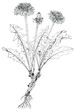 Dandelion plant (Taraxacum officinale) botanical drawing. Ink on paper.
