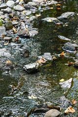 Canvas Print - secheresse foret Anlier Habay Wallonie Belgique environnement climat bois nature eau La rulles assechée