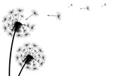 Fototapeta Dmuchawce - Silhouette of a simple single dandelion on a white background.