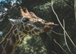 żyrafa pokazująca język