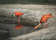 ibis czerwony pije wodę