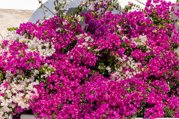 Wall Mural - Blooming red and white bougainvillea flowers in Santorini island.