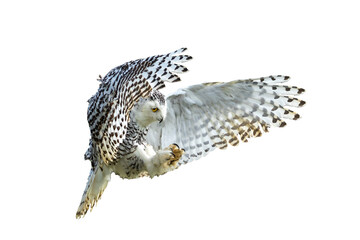 Snowy Owl with its wings outspread in flight, png stock photo file cut out and isolated on a transparent background