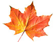 canvas print picture - Maple leaf in autumn fall colour, png stock photo file cut out and isolated on a transparent background
