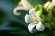 Close-up Orange jasmine flower or orange jessamine (a common name for Murraya paniculata) in the park.