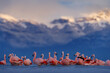Flock of Chilean flamingos, Phoenicopterus chilensis, nice pink big birds with long necks, dancing in water, animals in the nature habitat in Chile, America. Flamngo from Patagonia, Torres del Paine.