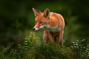 Wall Mural - fox in green forest. forest wildlife. cute red fox, vulpes vulpes, at forest on mossy stone. wildlif