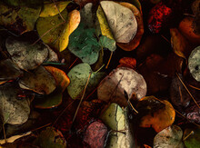 Wonderful Autumn Color Feast Offered By The Water-soaked Leaves Top View. A Fall Season Natural Background. ...