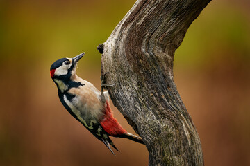 Wall Mural - Great Spotted Woodpecker, detail close-up portrait of birds head with red cap. Black and white animal in the forest habitat with clear green background, France.