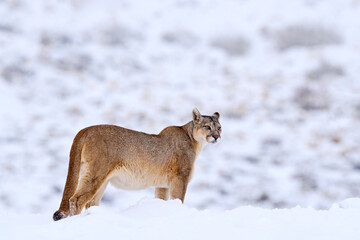 mountain lion. puma, nature winter habitat with snow, torres del paine, chile. wild big cat cougar, 