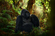 Congo mountain gorilla. Gorilla - wildlife forest portrait . Detail head primate portrait with beautiful eyes. Wildlife scene from nature. Africa. Mountain gorilla monkey ape, National Park.