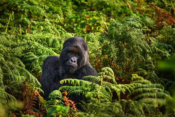 Wall Mural - Congo mountain gorilla. Gorilla - wildlife forest portrait . Detail head primate portrait with beautiful eyes. Wildlife scene from nature. Africa. Mountain gorilla monkey ape, Virunga NP.