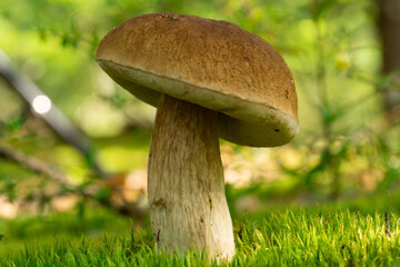 bay bolete (boletus badius). a mushroom grows in the forest. edible porous boletus mushroom. boletus
