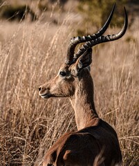 Wall Mural - Closeup of a charming impala's profile in the field.