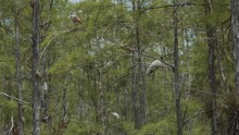 Roseate Spoonbill (platalea Ajaja) And A Wood Stork (mycteria Americana) Perching On A Branch