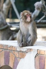 Poster - Macaque resting on a stone wall