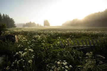 Beautiful landscape of a field and green foliage on a misty morning