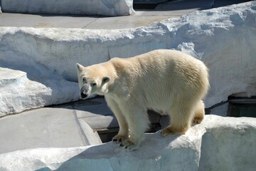 Sticker - White polar bear on an ice