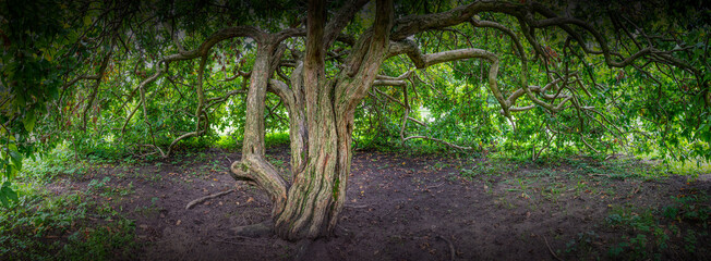 Wall Mural - very old tree - Mespilus germanica,  the medlar or common medlar tree