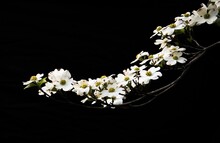 White Flowers On A Blossoming Tree Branch Isolated On A Black Background