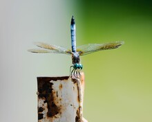 Closeup Of A Lovely Blue Dasher Perched On A Rusty Rod Isolated On A Blurred Background
