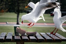 Adorable Red-billed Gull Approaching And Taking Food From The Paper Box On The Bench