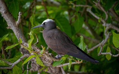 Sticker - Closeup shot of sea bird tern white capped noddy sitting on branch in tropical forest in New Zealand