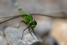Closeup Shot Of An Eastern Pondhawk On The Blurry Background