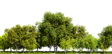 Row Of Trees Isolated On Transparent Background. 3D Rendering Illustration