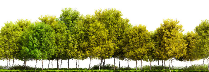 Sticker - Row of trees isolated on transparent background. 3D rendering illustration