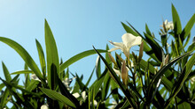 Nerium Oleander Shrub With White Flower Against The Blue Sky