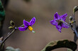 Zwei kleine violette Blumen vor einem unscharfen Hintergrund. Grelle Farben, sternförmige Blütenblätter, dünne Stiele.