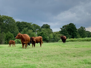 Wall Mural - Cows in a green pasture