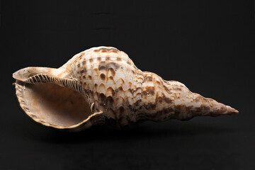 Seashell Trapezium Horse Conch shell. Detailed macro photograph of shell on black background